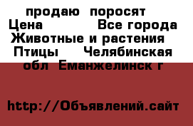 продаю  поросят  › Цена ­ 1 000 - Все города Животные и растения » Птицы   . Челябинская обл.,Еманжелинск г.